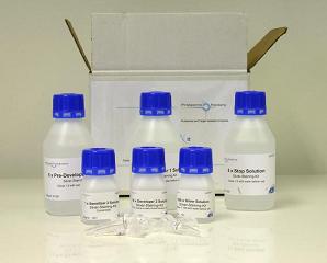 FireSilver stilver staining kit, compatible with protein identification by MS
